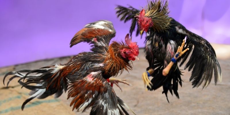 f8bet09 KM Game Bài 3d