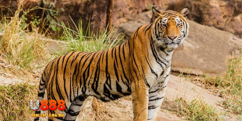 f8bet09 xổ số bình thuận